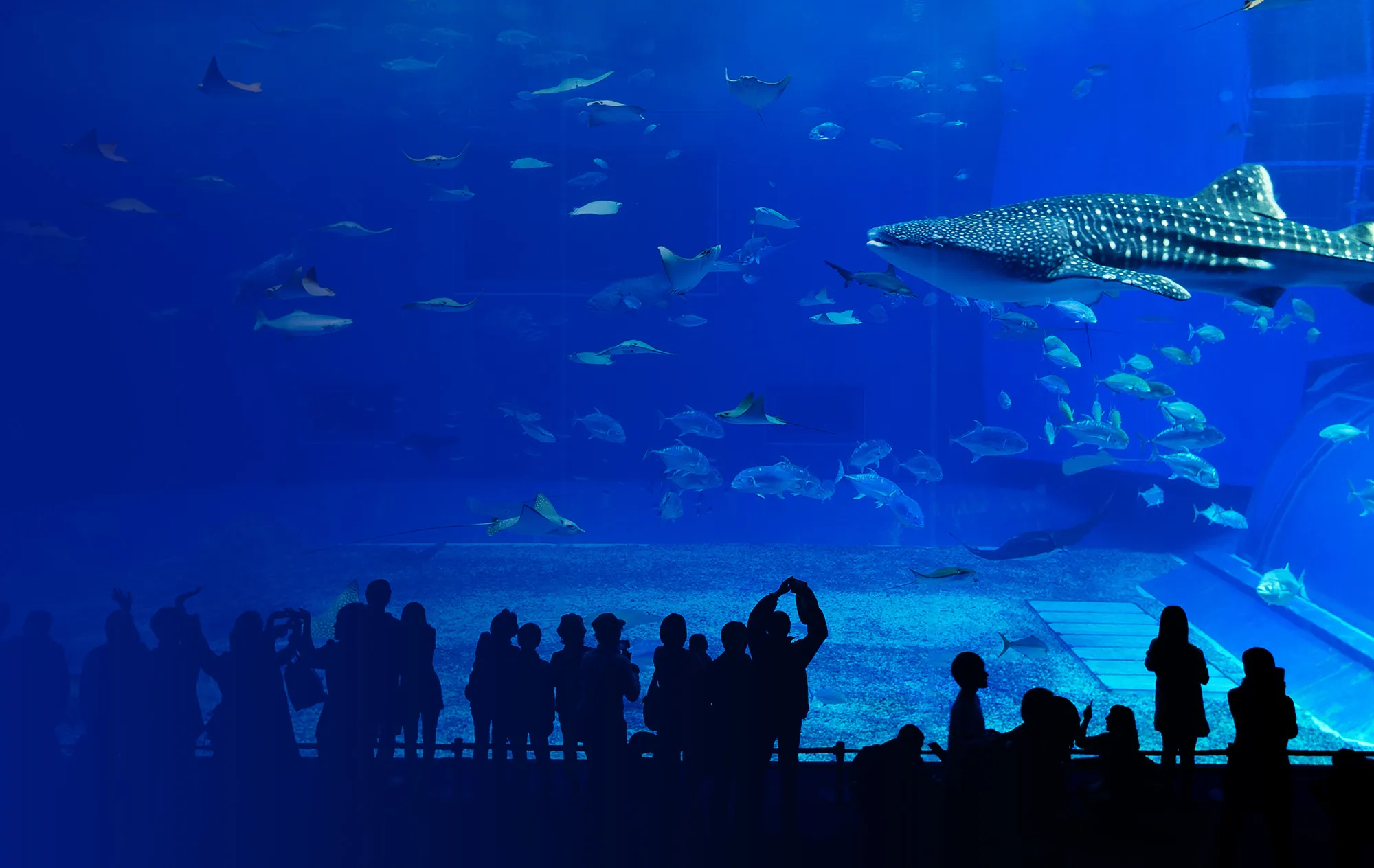 Visitors in silhouette watching a whale shark, rays and shoals of fish in a large blue aquarium tank