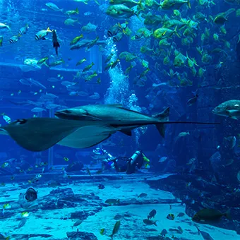 A ray swimming past shoals of fish and a diver in a large aquarium tank