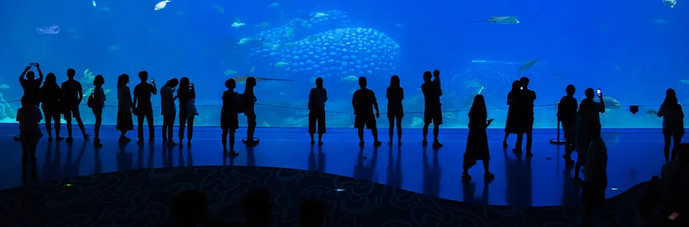 A row of visitors in silhouette in front of a wide aquarium tank, some holding up phones to take photos